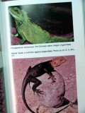 lizards in captivity richard wynne reptile book