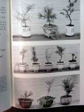 growing miniature trees plants and landscapes ishimoto bonsai book