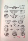 guide for beginning fossil hunters charles collinson vintage book  guide for beginning fossil hunters charles collinson vintage book