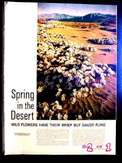 spring in the desert 1950 wildflower brief gaudy fling vintage article
