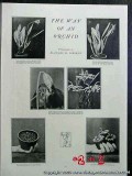 orchid 1922 photographs by blanche osborne vintage article