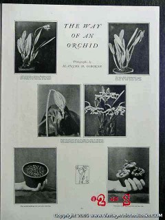 orchid 1922 photographs by blanche osborne vintage article