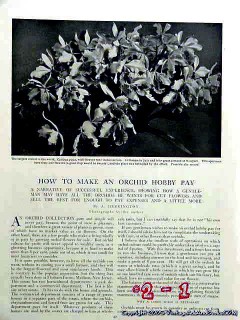 orchid growing 1906 florham farms madison nj vintage article