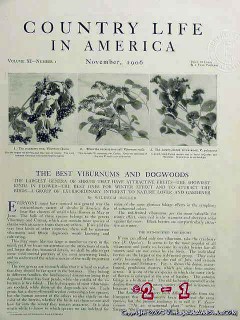 viburnum and dogwood 1906 shrubs trees wilhelm miller vintage article