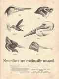 young rubicam inc 1947 naturalists amazed media advertising vintage ad young rubicam inc 1947 naturalists amazed media advertising vintage ad
