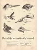 young rubicam inc 1947 naturalists amazed media advertising vintage ad