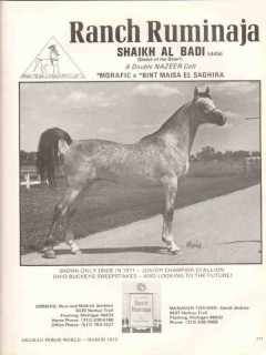 ranch ruminaja 1972 shaikh al badi arabian horse equestrian vintage ad