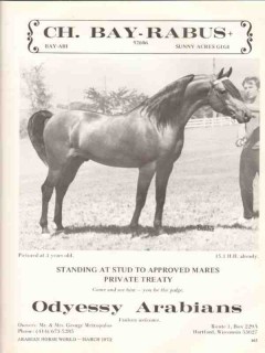 odyessy arabians 1972 ch bay-rabus george metropulos horse vintage ad