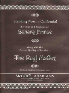 mccoys arabians 1972 sahara prince the real mccoy horse vintage ad