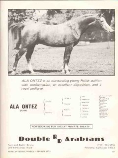 double rr arabians 1972 ala ontez polish stallion horse vintage ad