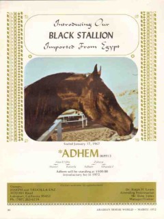 black stallion 1972 enz adhem imported egypt arabian horse vintage ad
