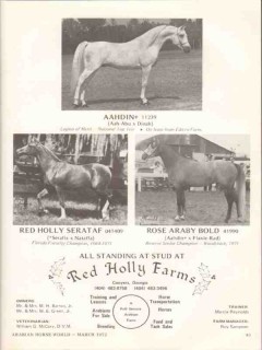 red holly farms 1972 aahdin aah-abu dinah arabian horse vintage ad