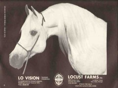locust farms inc 1972 lo vision rafden phandria equestrian vintage ad