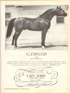lazy acres arabian horse farm 1972 gamond gazon diamondita vintage ad lazy acres arabian horse farm 1972 gamond gazon diamondita vintage ad