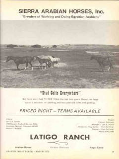 sierra arabian horses 1972 latigo ranch stud equestrian vintage ad