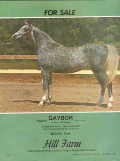 hill farm 1972 gaybor naborr gay gazi arabian horse stud vintage ad