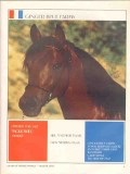 ginger blue farms 1972 morowiec exelsior morwa arabian stud vintage ad