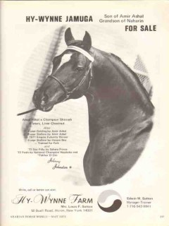 hy-wynne farm 1972 jamuga amir ashal naharin arabian horse vintage ad