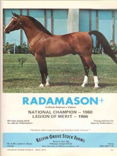 kelvin grove stock farms 1972 radamason stud arabian horse vintage ad