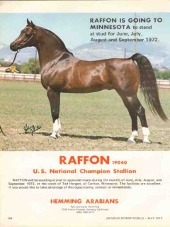 hemming arabians 1972 raffon ted hargest carlton mn horse vintage ad