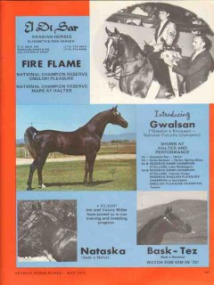 el di sar arabian horses 1972 fire flame gwalsan nataska vintage ad