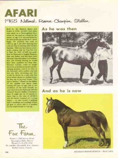 the fox farm 1972 afari champion stallion stud equestrian vintage ad