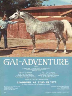 gai-adventure 1972 naborr gavrelle by ferzon arabian horse vintage ad