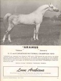 lowe arabians 1972 aramus naborr amneris equestrian horse vintage ad