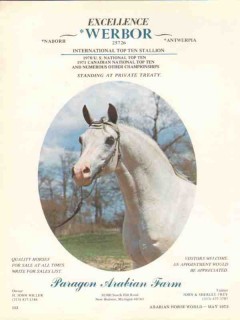 paragon arabian farms 1972 werbor naborr antwerpia horse vintage ad