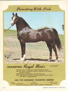 Jim-Yve Arabian Training Center 1972 Royal Binis stud horse vintage ad