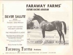 faraway farms 1972 silver salute tornado stud arabian horse vintage ad