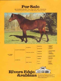 rivers edge arabians 1972 an saber raseyn stud equestrian vintage ad