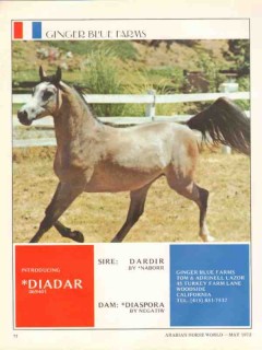 ginger blue farms 1972 diadar naborr diaspora arabian stud vintage ad