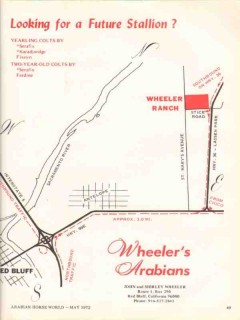 wheelers arabians 1972 future stallion stud equestrian vintage ad