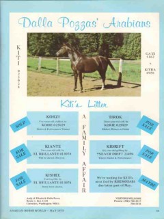 dalla pozzas arabians 1972 kiti gazi kitra equestrian stud vintage ad