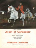 cohassett arabians 1972 ayem rifraff rumnani morgan horse vintage ad