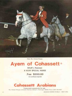 cohassett arabians 1972 ayem rifraff rumnani morgan horse vintage ad