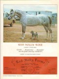 red holly farms 1972 rose aahdin flaxie-rad arabian horse vintage ad