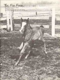 the fox farm 1972 robert irwin barrington hills il horse vintage ad