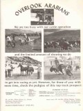 overlook arabians 1972 sachet mirzaz saibu gaffizon horse vintage ad