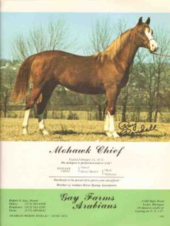 gay farms arabians 1972 mohawk chief orzel bask stud horse vintage ad