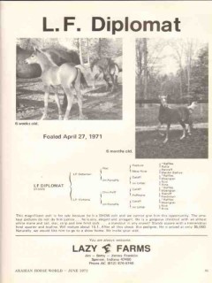 lazy f farms 1972 diplomat debonair victoria arabian horse vintage ad