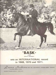 lasma arabians 1972 bask witraz balalajka stud equestrian vintage ad
