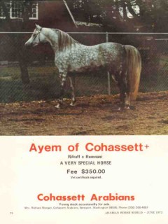 cohassett arabians 1972 ayem rifraff rumnani stud horse vintage ad