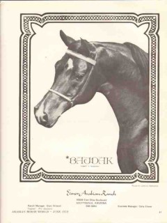 eisner arabian ranch 1972 bajdak comet bajdara stud horse vintage ad