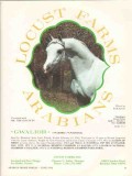 locust farms 1972 gwalior naborr gwadiana stud equestrian vintage ad