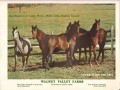 walnut valley farms 1972 grandaughters comet witraz horse vintage ad