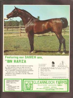 gleannloch farms 1972 ibn hafiza sameh stud arabian horse vintage ad