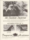 imperial arabians 1972 cassa-zanova ceaderdell-cameo foals vintage ad imperial arabians 1972 cassa-zanova ceaderdell-cameo foals vintage ad