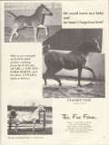 Fox Farm 1972 Cyanide Afari Cynara equestrian horse vintage ad